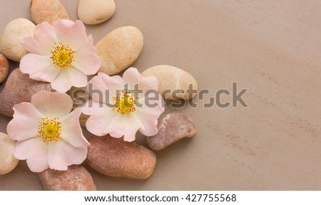 three pink flower wild rose on pink pebbles on a pink background, with space for posting information. Spa stones treatment scene, zen like concepts. Flat lay, top view