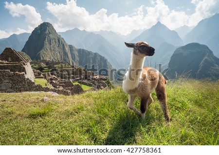 The ancient city of Machu Picchu, Peru. Llama overlooking ruins on the Inca citadel in the Andes Mountains and the river valley below Royalty-Free Stock Photo #427758361