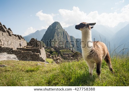 The ancient city of Machu Picchu, Peru. Llama overlooking ruins on the Inca citadel in the Andes Mountains and the river valley below Royalty-Free Stock Photo #427758388