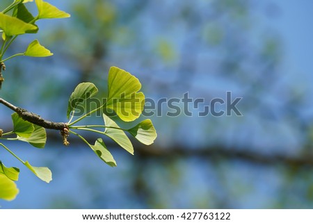 Leaves of a ginkgo tree in spring