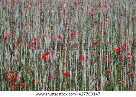 Thousands poppies in barley field as red butterflies