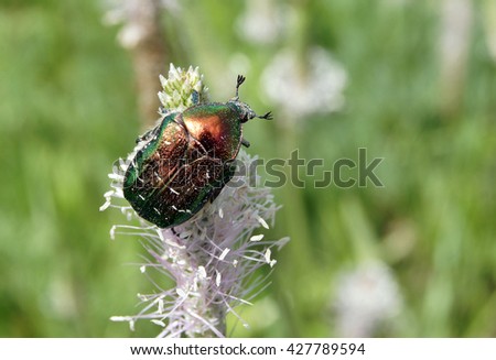 Rose chafer (Cetonia aurata) beetle collects pollen on a ribwort plantain flowers (Plantago lanceolata)