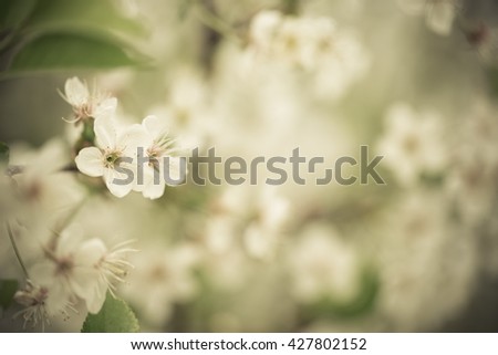 Flowering branches of cherry on natural blurred background. Shallow depth of field. Selective focus. Toned.