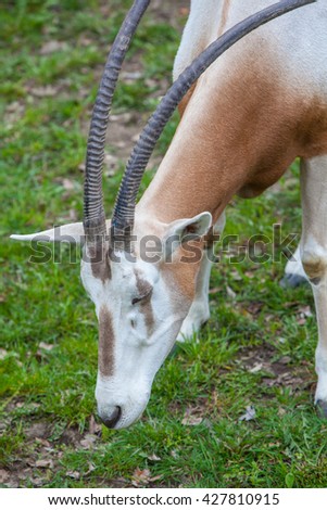 Scimtar-horned Oryx