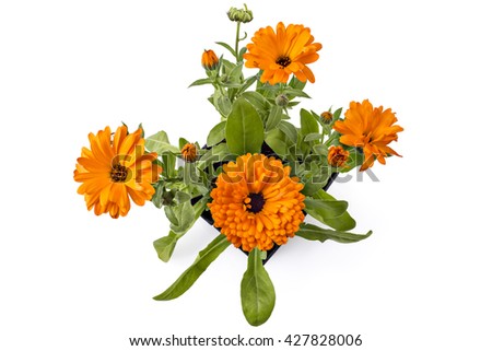 Four marigold flowers, Calendula Officinalis, with leaves in flowerpot isolated on white