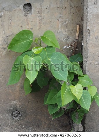bodhi tree growing on cracked concrete wall