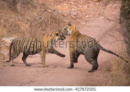 This picture pair of Indian tigers are ready to mate
