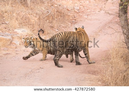 This picture pair of Indian tigers are ready to mate