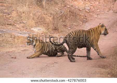 This picture pair of Indian tigers are ready to mate. An excellent illustration in the soft light which show wild life.
