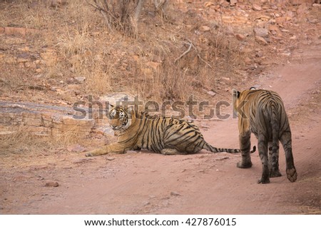 This picture pair of Indian tigers are ready to mate. An excellent illustration in the soft light which show wild life.
