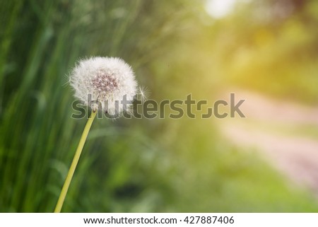 Dandelion on sunrise on green background with copy space.