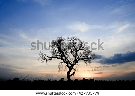 sunset through  dead tree,branch no leaves ,silhuoette picture.