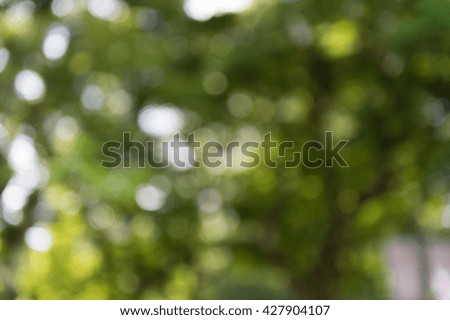 Abstract bokeh background of tree