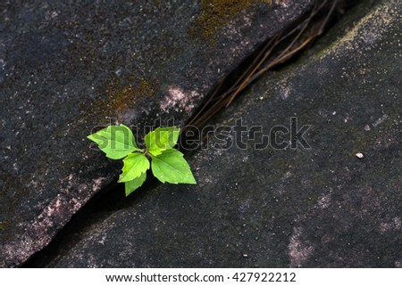 green plant survire on rock cracks