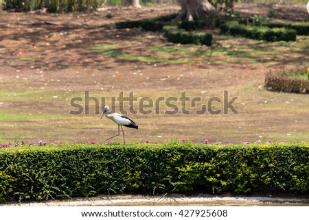 egret walking in the garden on the morning.