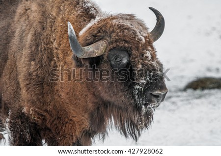 European bison in winter in the Bialowieza Forest, Poland