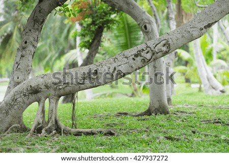 Image view of Green nature using as background or wallpaper.