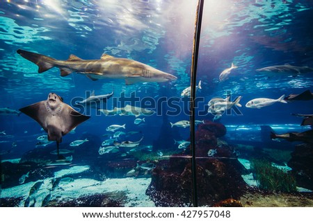 shark and ray swimming in large sea water aquarium Royalty-Free Stock Photo #427957048