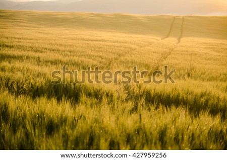 Wheat field in wonderful sunrise light. Wonderful morning rural scenery