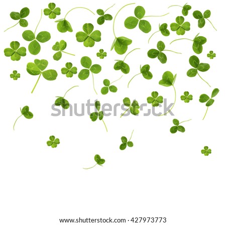 Clover leaves, isolated on white