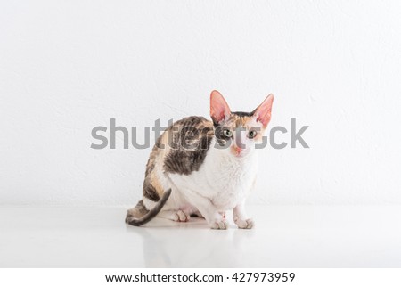 Cornish Rex Cat Sitting on the White table with Reflection. White Wall Background.