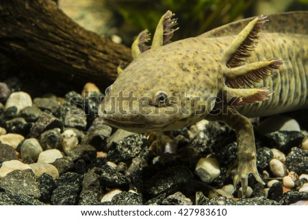 Axolotl in the aquarium Royalty-Free Stock Photo #427983610