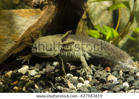 Axolotl in the aquarium Royalty-Free Stock Photo #427983619