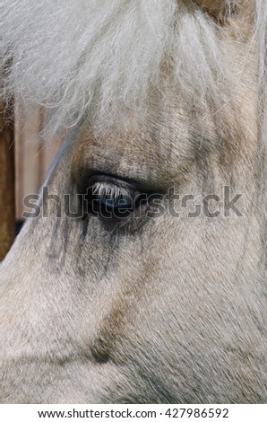 Closeup of face from white horse. 