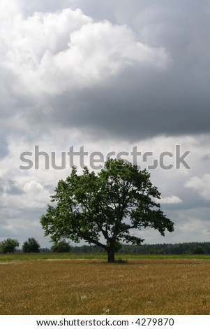 oak in the field afainst cloudy sky