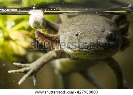 Axolotl in the aquarium Royalty-Free Stock Photo #427988800