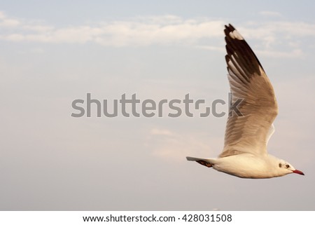 Beautiful herring gull flying on light blue sky, isolated, right screen