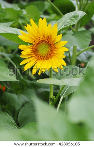 Macro beautiful and colorful of sunflower. Nature concept