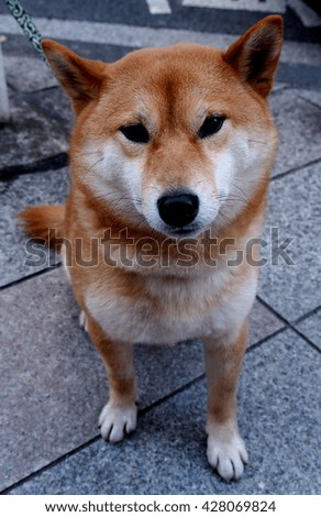 Japanese Dog Waiting Someone in Tokyo