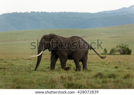Male elephant in the african savanna