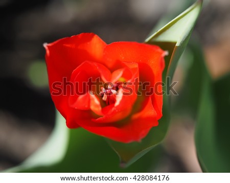 red tulip on the flowerbed