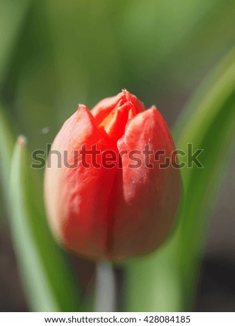 red tulip on the flowerbed