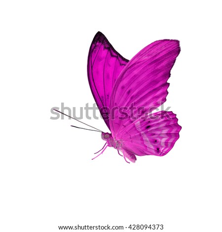 Beautiful Pink butterfly flying up.