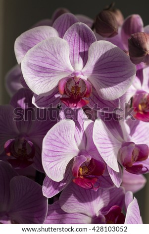 Shimmering pink orchids in the sunshine