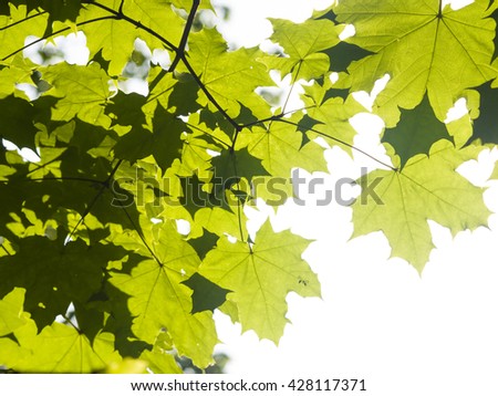 Leaves of norway maple tree in morning sunlight, selective focus, shallow DOF