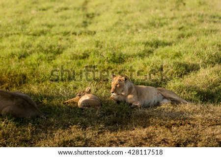 Beautiful lioness playing with her baby lion in the african savanna