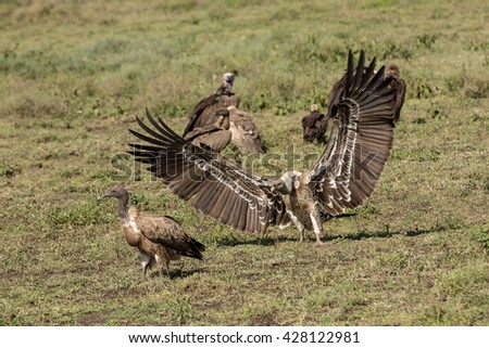 Group of vultures and eagles fighting for food in the african savanna