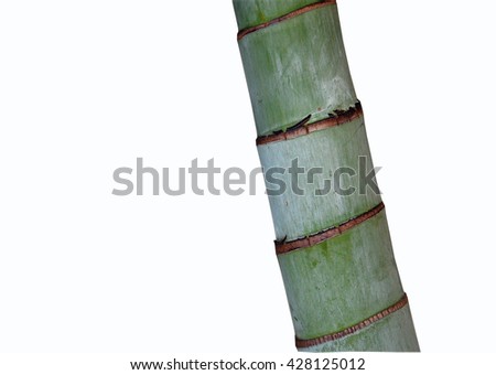 Bamboo palm trunk isolated on white background, Clipping path included.
