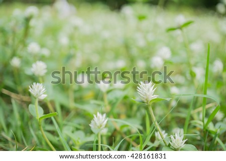 Picture of close up white flowers and blurred green background. Green nature view for using as background or wallpaper.