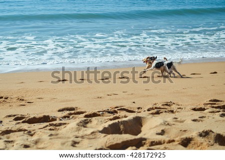 Picture of dogs chasing each other on the ocean sandy beach at sunset outdoors background