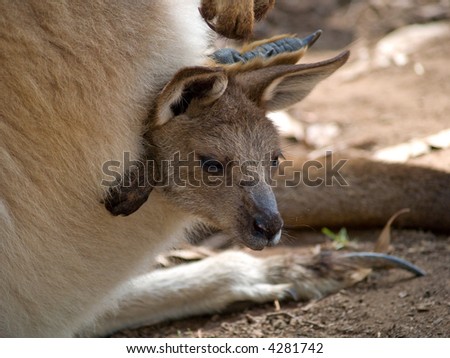 Joey emerging from pouch Royalty-Free Stock Photo #4281742