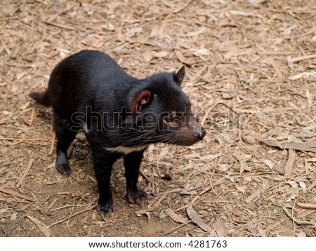 Tasmanian devil, Standing Royalty-Free Stock Photo #4281763