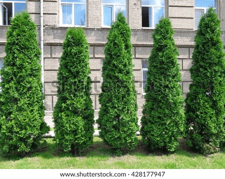 Five green arborvitaes in the spring