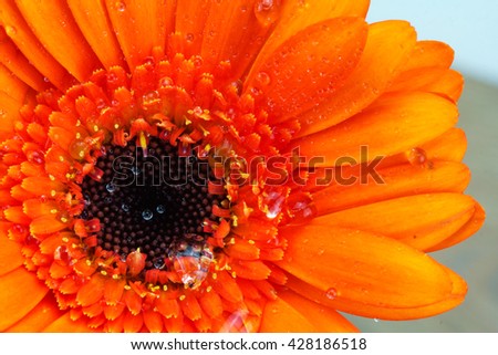 Close up of an orange gerbera daisy