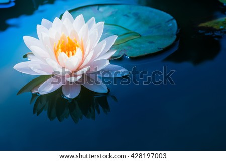 beautiful waterlily or lotus flower in pond Royalty-Free Stock Photo #428197003