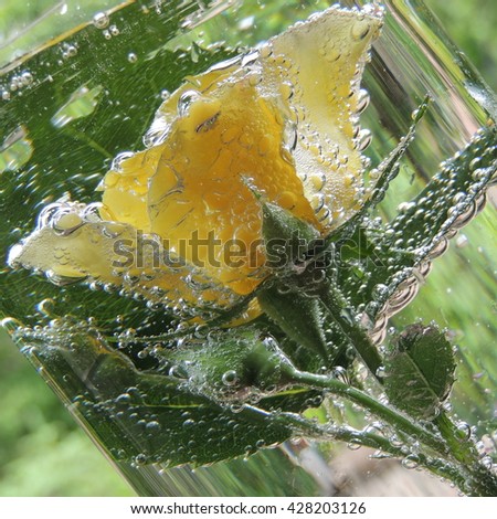 yellow rose in a vase of glass of water with bubbles close-up